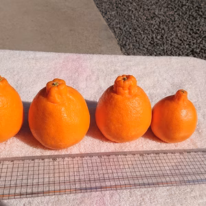 ほぼ種無し☆ハウス☆ポンカン