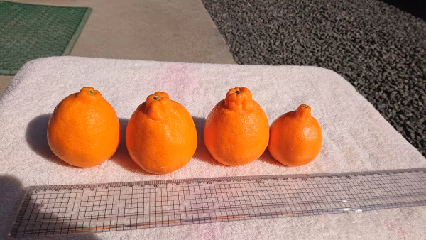 ほぼ種無し☆ハウス☆ポンカン