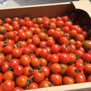 ミニトマト赤色