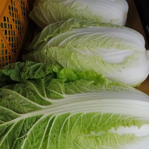 なべくら高原産・新鮮白菜