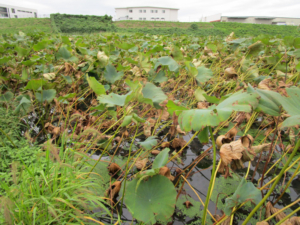 o2048153613795106787