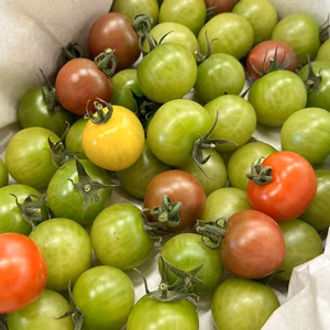 【訳あり】【食べ応え抜群！】2Lサイズ以上のカラフルミニトマト