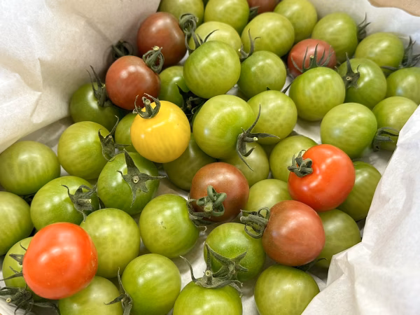 【食べ応え抜群！】2Lサイズ以上のカラフルミニトマト