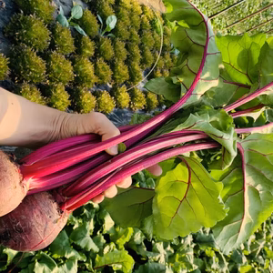 お得！青山farmersMarketで販売予定だった野菜セット【お楽しみセット】