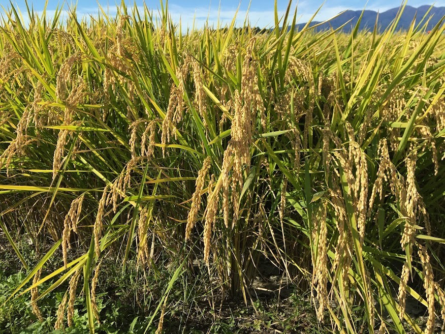 10名限定】令和7年産新米