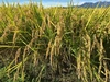 【食べ比べ玄米】令和4年産オリジナル米を2品種各5kgの10kg