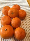竹吉園　ラスト1箱　蔵出し　春の柑橘詰め合わせ　プチサイズ