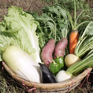 [冷100]毎日食べたいたっぷりサイズ！野菜セット [農薬・肥料不使用]