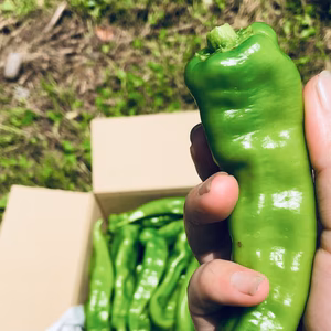 『本日限定』2ｷﾛ弱✨やめられない!止まらない!辛い万願寺とうがらし！