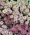 アリッサムミックスカラー★9センチポット苗5苗より