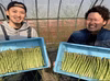 数量限定100g増量中！【感動のアスパラ】サイズL800g