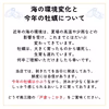 【天皇杯受賞】戸倉っこかき（生食用）300ｇ×2本