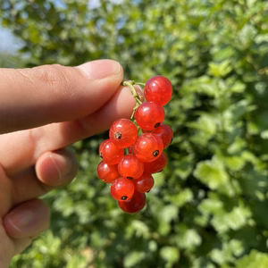 幻のベリーレッドカラント！約1キロ