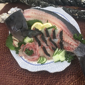 (クール便)イワシの舞う島で育っためでたい魚 オナガグレ(クロメジナ)丸のまま