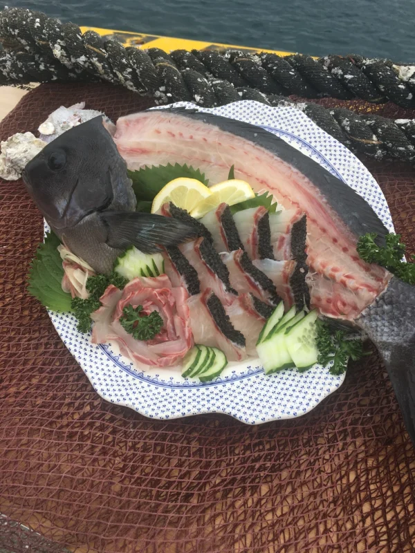 イワシの舞う島で育っためでたい魚 オナガグレ(クロメジナ)丸のまま
