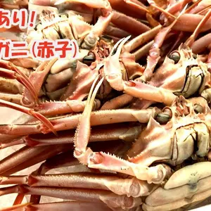 訳あり生メガニ（赤子） 蟹料理に活用できる期間限定品