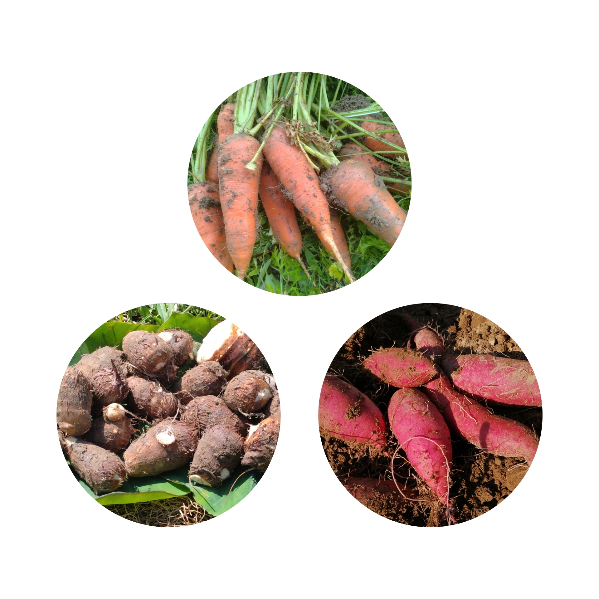 人参・里芋・さつまいもセット[農薬・化学肥料 不使用] 人参500g 里芋500g さつまいも1kg