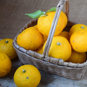 香り豊かな柚子★栽培期間中農薬・化学肥料不使用