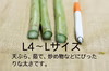 会津の恵み。佐瀬農園の会津極上アスパラガス　中物
