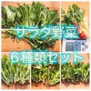 【ハウス高設栽培】サラダ野菜6種セット【無農薬】