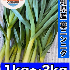 ★ 無農薬 伝統野菜 葉ニンニク 1〜3kg 農家直送希少野菜 健康野菜 冬野菜