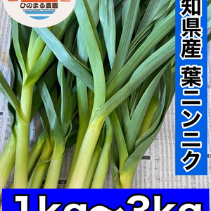 ★ 無農薬 伝統野菜 葉ニンニク 1〜3kg 農家直送希少野菜 健康野菜 冬野菜