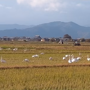 お試し版　難波まるごと環境保全米　滋賀県産　コシヒカリ精米