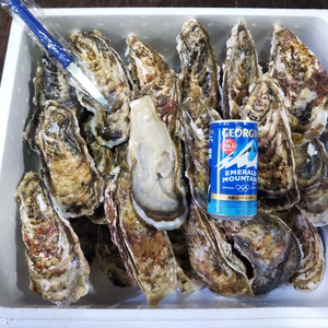 ラスト！秀峰牡蠣 特大２００ｇアップ 生食用 60個入り 噴火湾森町産