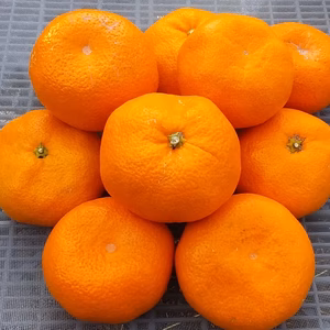 【美味】濃厚味の青島みかん（S/3L混在）糖度11度3kg和歌山産「常温便」