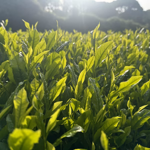 令和6年度　1番茶　さえみどり　
