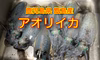 ⭐限定3セット アオリイカ 2キロ お刺身･お寿司･イカ飯に✨