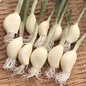 【メール便】好評！　水耕スプラウトにんにく200g