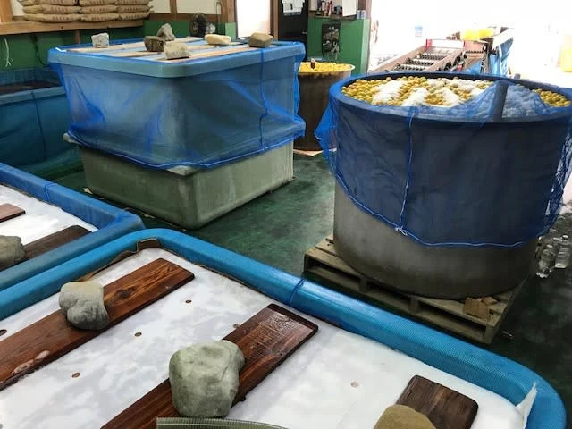 お買得はちみつ梅1kg 　 甘辛バランスが絶妙なキムチ梅300g　　はちみつ梅