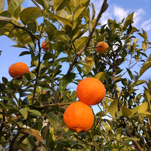 【希少柑橘】姫レモン　　　　　　いわぎ島便り♪