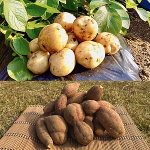 【期間限定】種子島産 新じゃが＆熟成安納芋B品(S〜Mサイズ)｜旬の味わいセット