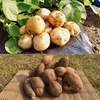 【期間限定】種子島産 新じゃが＆熟成安納芋B品(S〜Mサイズ)｜旬の味わいセット