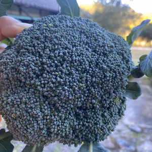 愛媛県産低農薬朝採りブロッコリーを含む詰め合わせ