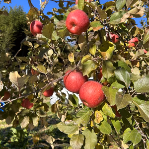 福島県産羽山りんご　完熟サンふじ