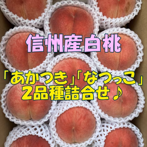 即日発送！旬の桃詰合せ！果汁たっぷり♪信州産白桃　あかつき、なつっこ 約3kg