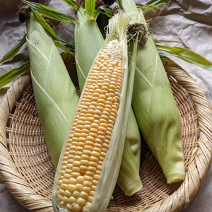 [自然栽培]今が旬！朝採れ！程よい甘みのとうもろこしキャンベラ