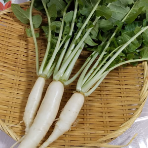 『送料無料』野菜ソムリエの栽培するお正月用祝い大根