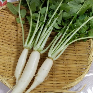 『送料無料』野菜ソムリエの栽培するお正月用祝い大根