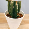 ［在庫］　柱サボテン　鬼面角 ブランチ　6号　観葉植物　室内　かわいい