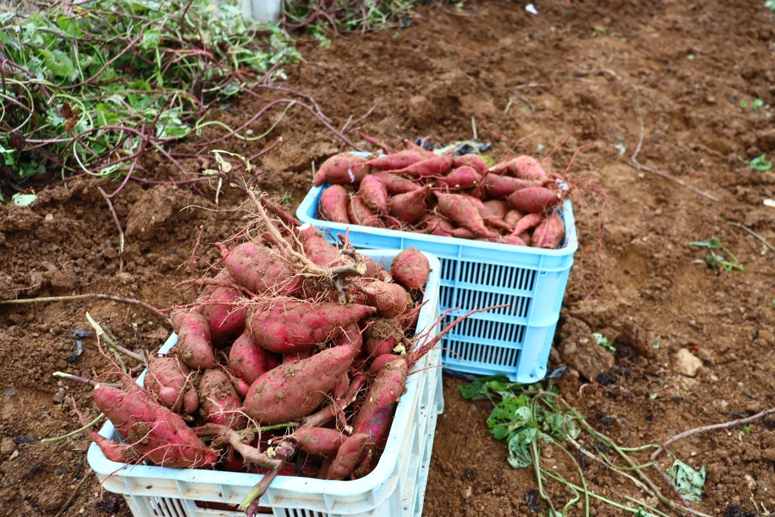 オンライン サツマイモ 愛知県産 １００ｋｇ 無農薬