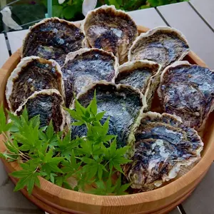 【海男で唯一の岩牡蠣】花美∼ハナビ∼（大10個）