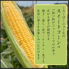 朝採り【新鮮】とうもろこし 山梨の農家から直送 クール冷蔵便