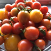 固定種トマト詰め合わせ★露地栽培&当日収穫★長野県産！