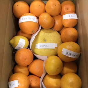春の柑橘（彩）セット3.5kg【予約商品につき3月〜発送】限定30箱