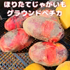 冬もあります採れたて新鮮！！ほりたてグラウンドペチカ　５ｋｇ
