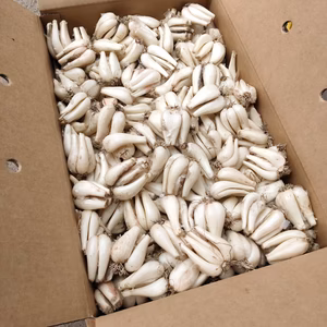 【鳥取県産】らっきょう 根付きらっきょう 鳥取 らっきょう ラッキョ